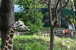 Bronx Zoo Holds 9th Annual WCS Run for the Wild